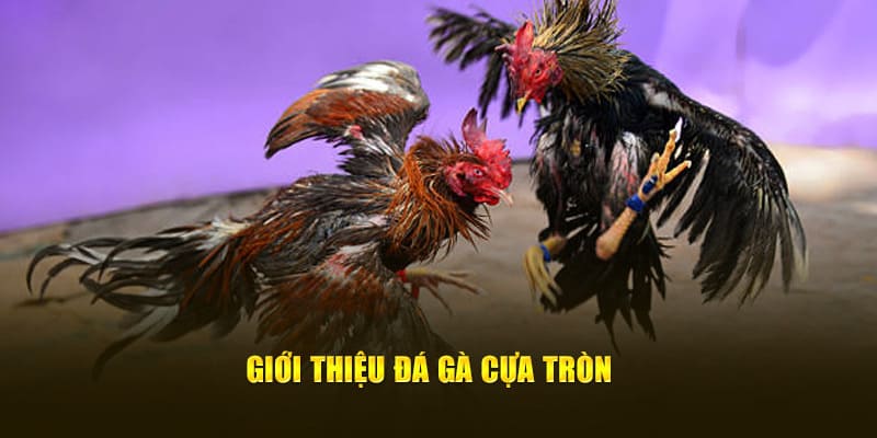 Giới thiệu đá gà cựa tròn