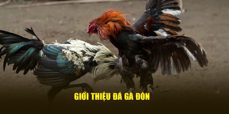 Giới thiệu trò chơi đá gà đòn