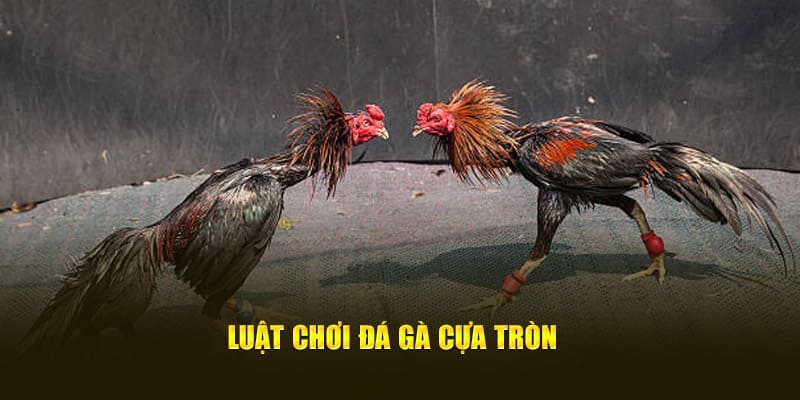 Luật chơi đá gà cựa tròn