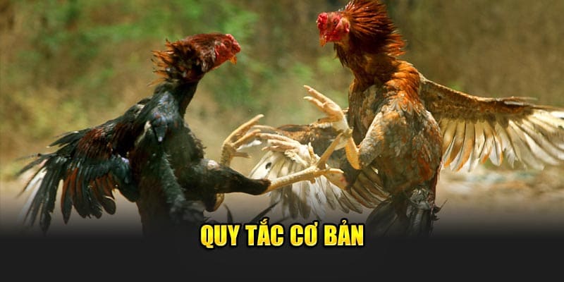 Quy tắc cơ bản của trận đấu gà cựa dao