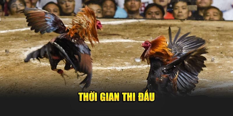 Thời gian thi đấu đá gà cựa dao