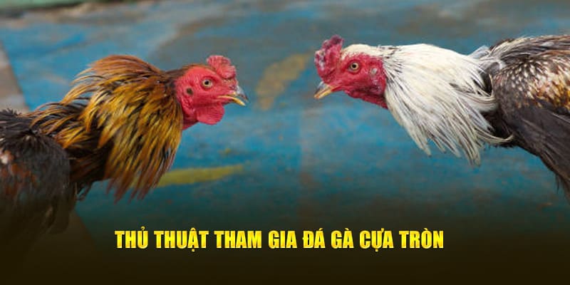 Kinh nghiệm tham gia trò chơi đá gà cựa tròn