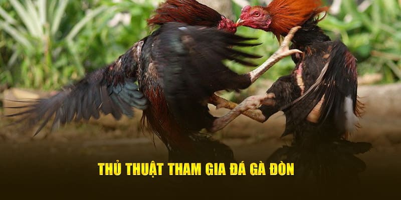 Kinh nghiệm cược đá gà đòn luôn thắng